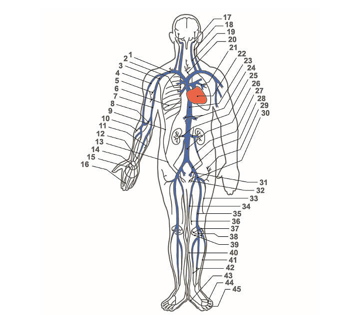 Венозная система рисунок